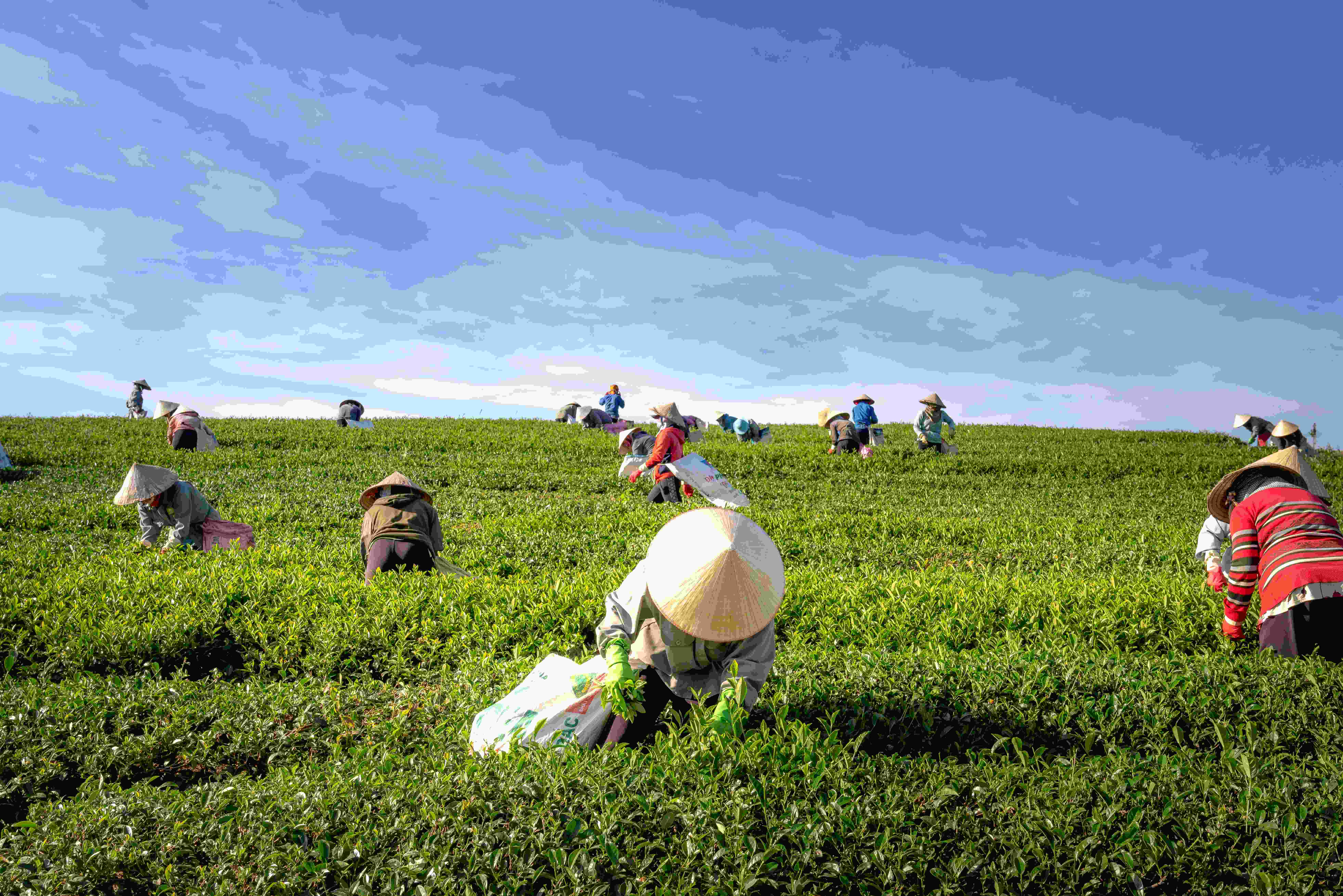 Benefits of Crop Rotation